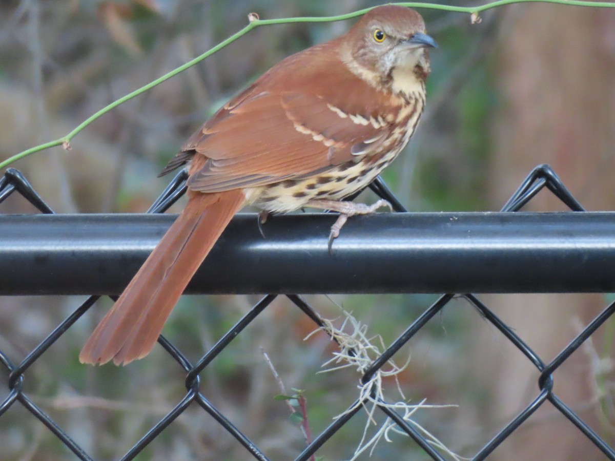 Brown Thrasher - ML651011590
