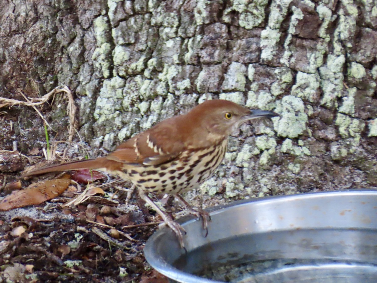 Brown Thrasher - ML651011592