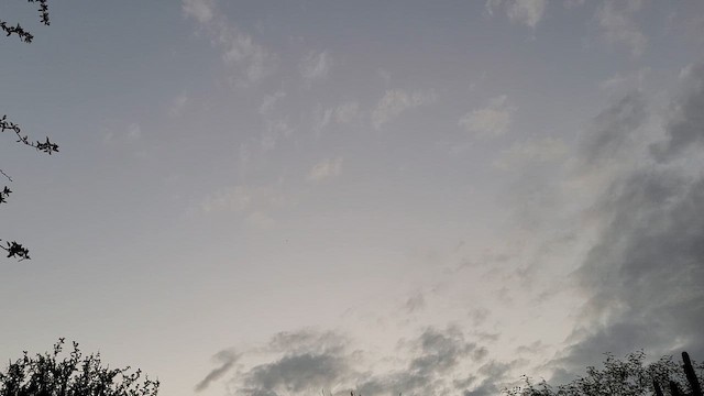 Виргинский сумеречник - ML651011733