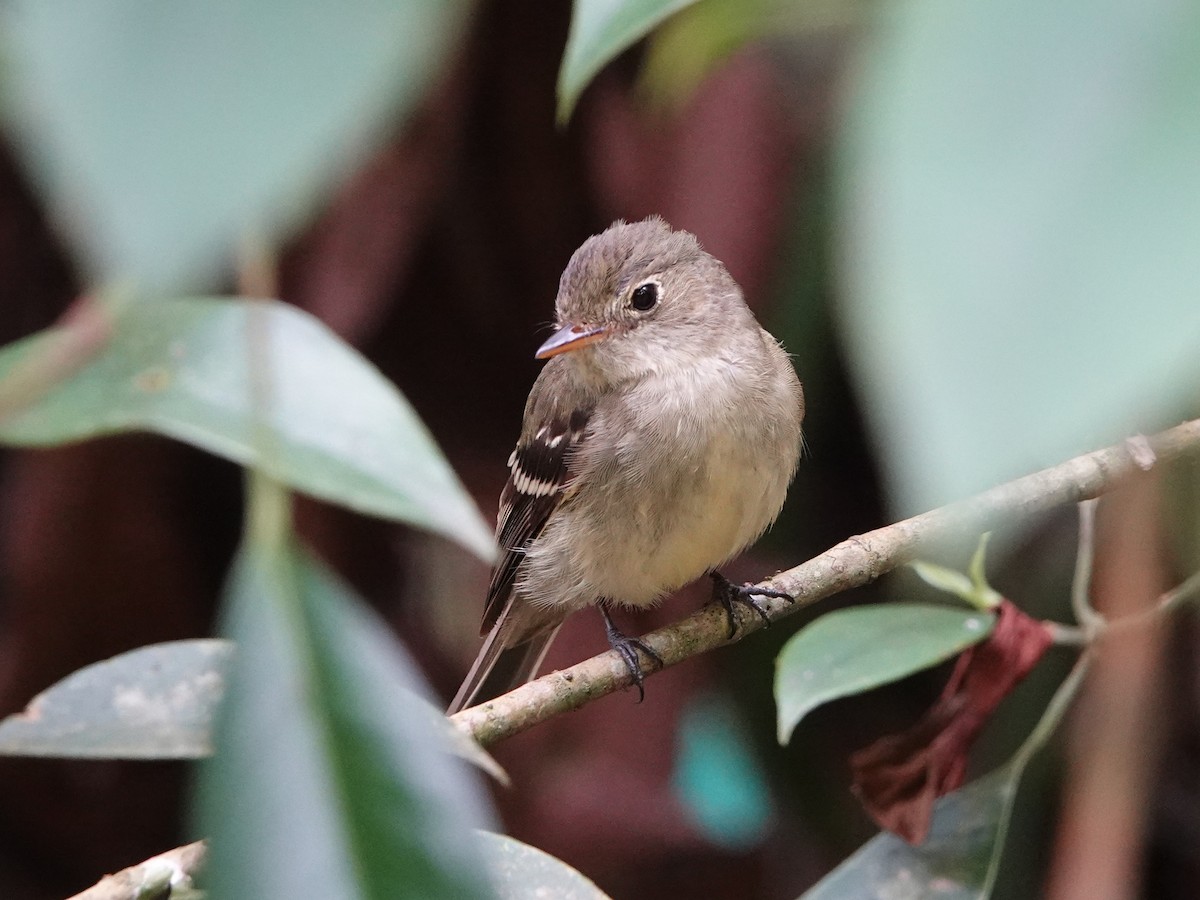 Sarı Karınlı Boreal Sinekkapan - ML651011970