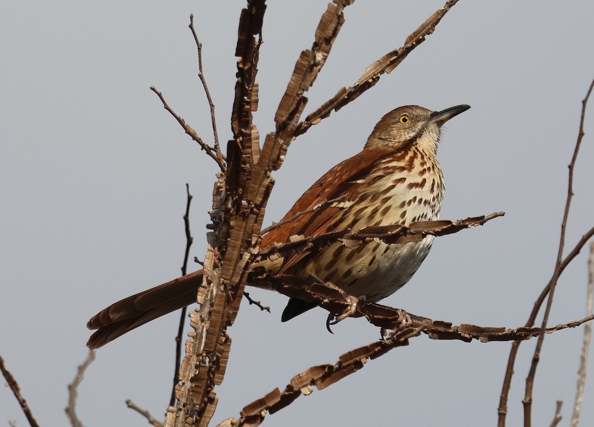 Brown Thrasher - ML651013156