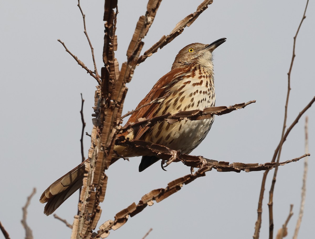 Brown Thrasher - ML651013157