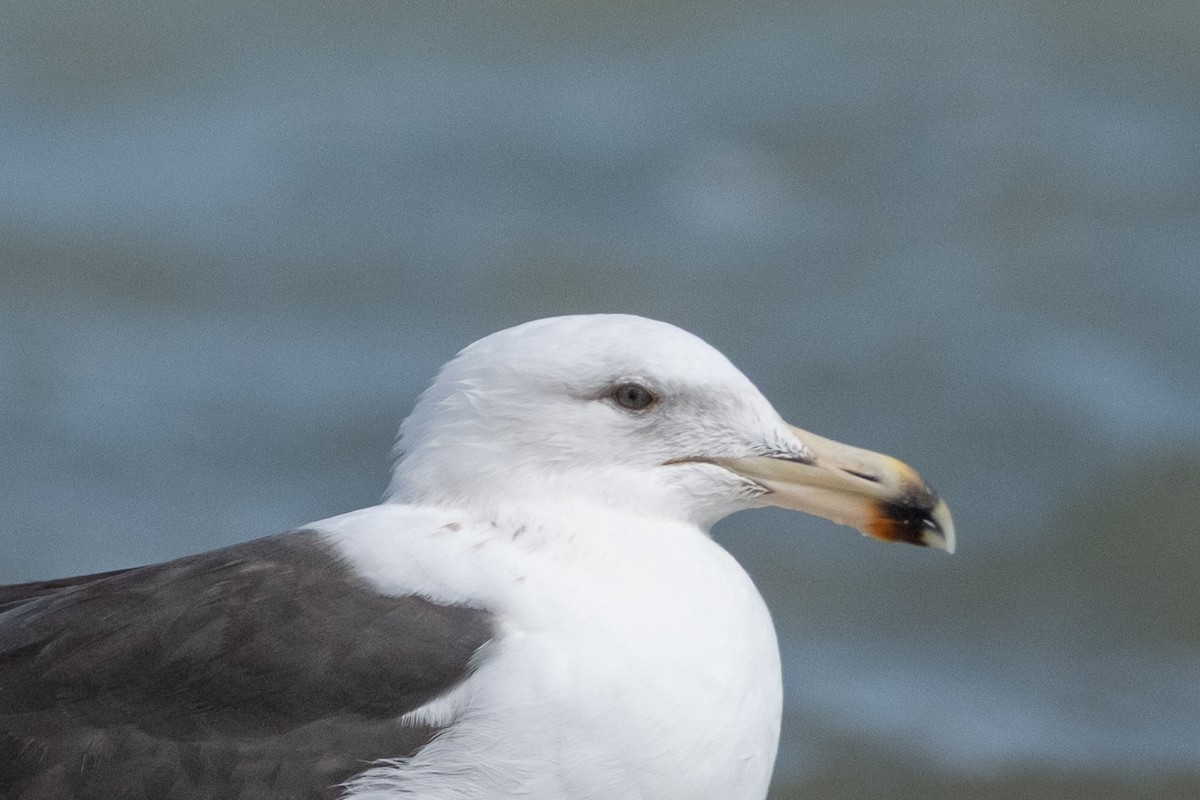 Kelp Gull - ML651013959