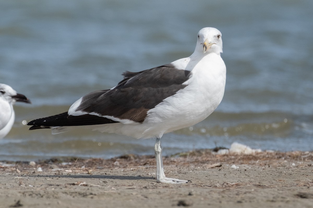 Kelp Gull - ML651013960