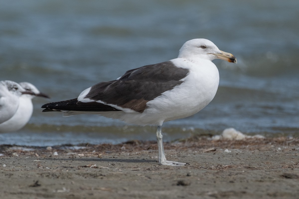 Kelp Gull - ML651013961