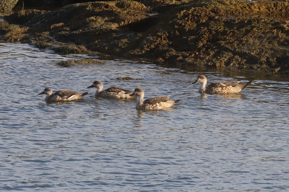 Хохлатая утка - ML651014128