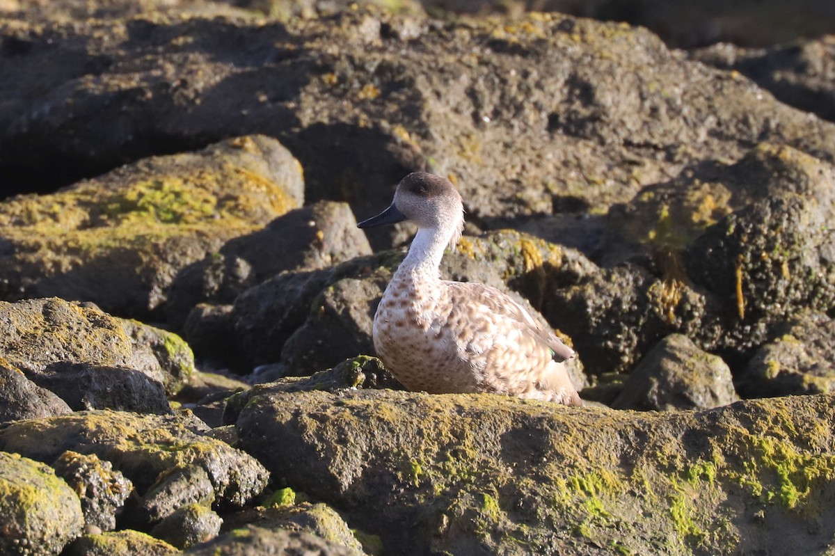 Хохлатая утка - ML651014129