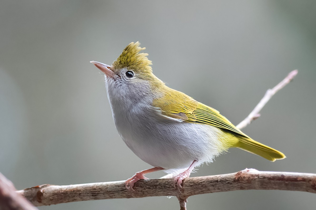 White-bellied Erpornis - ML651015204