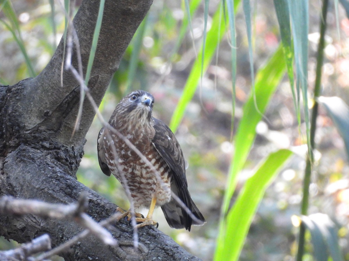Broad-winged Hawk - ML651015335