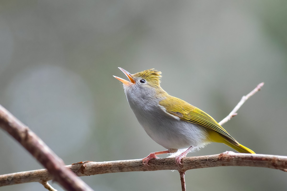 White-bellied Erpornis - ML651015395