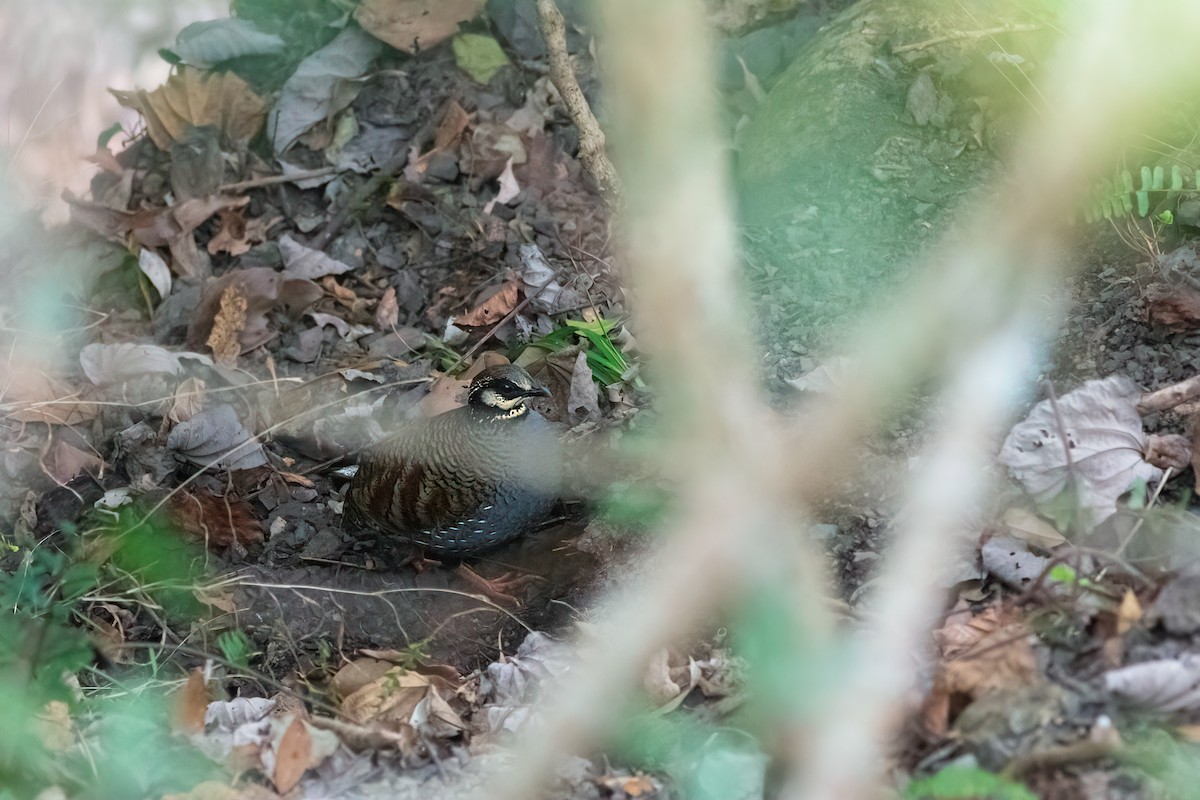 Taiwan Partridge - ML651015619