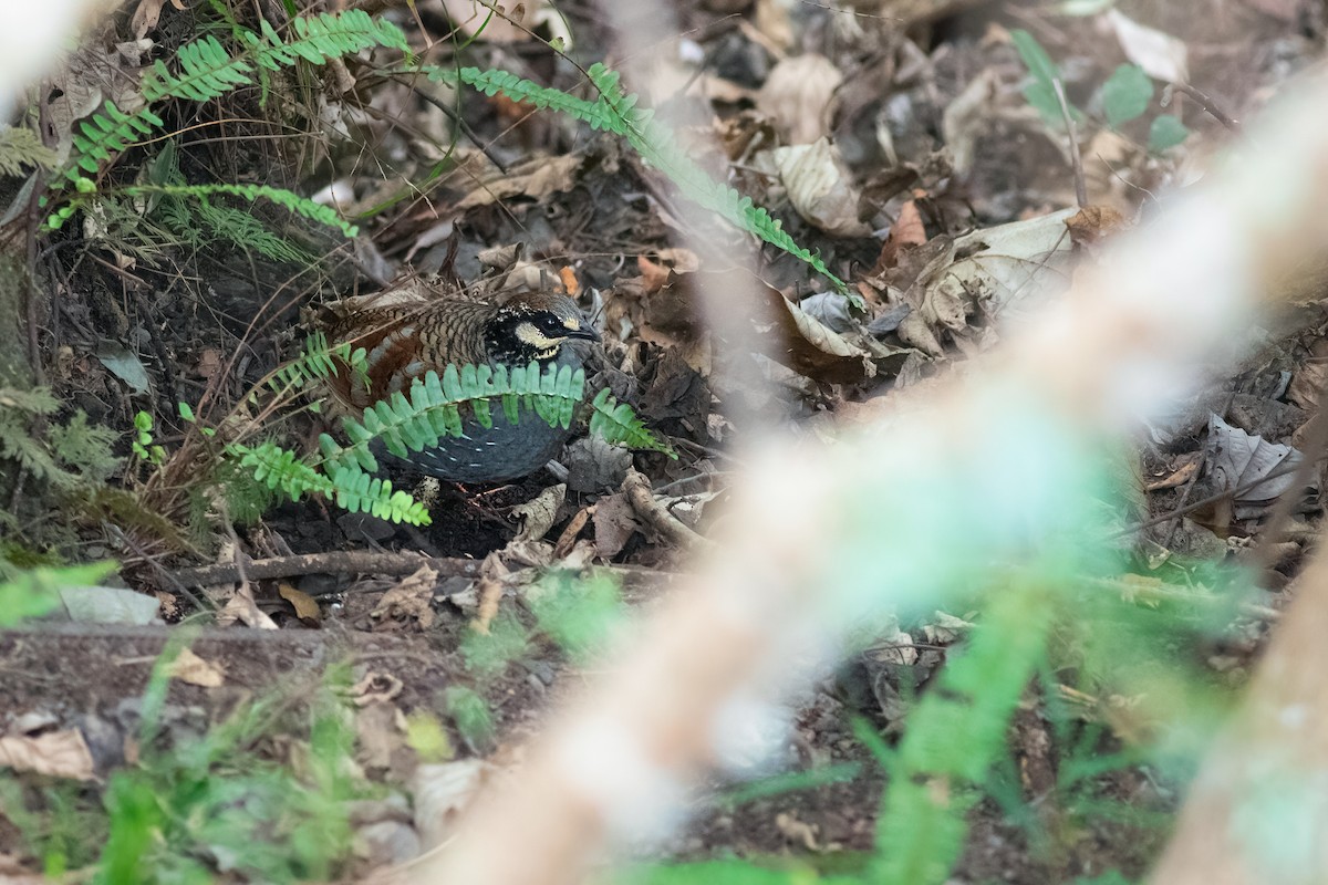 Taiwan Partridge - ML651015942