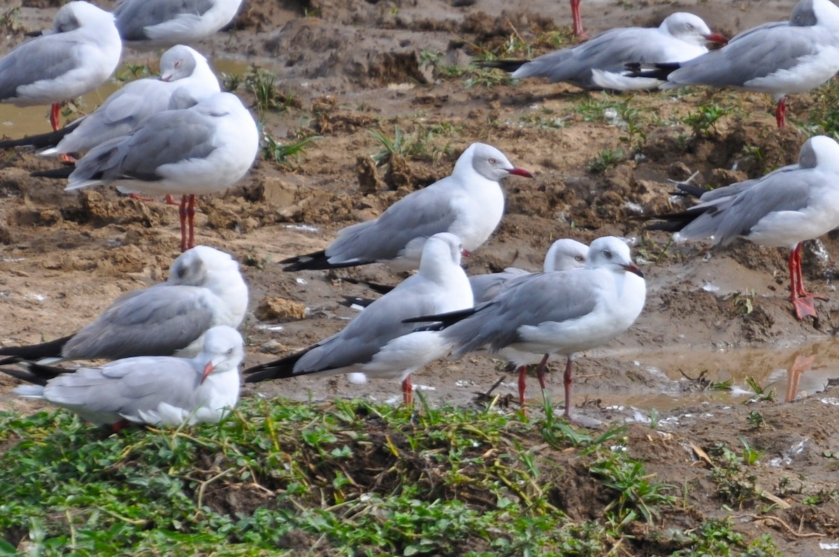 Gray-hooded Gull - ML651016589