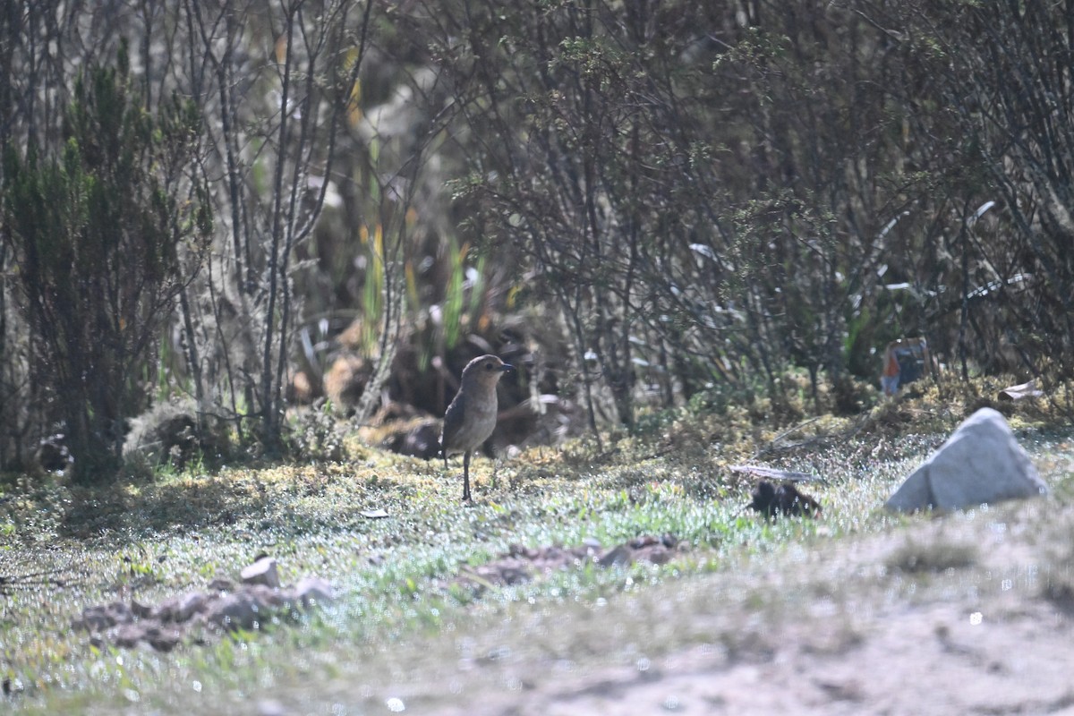 Boyaca Antpitta - ML651017109