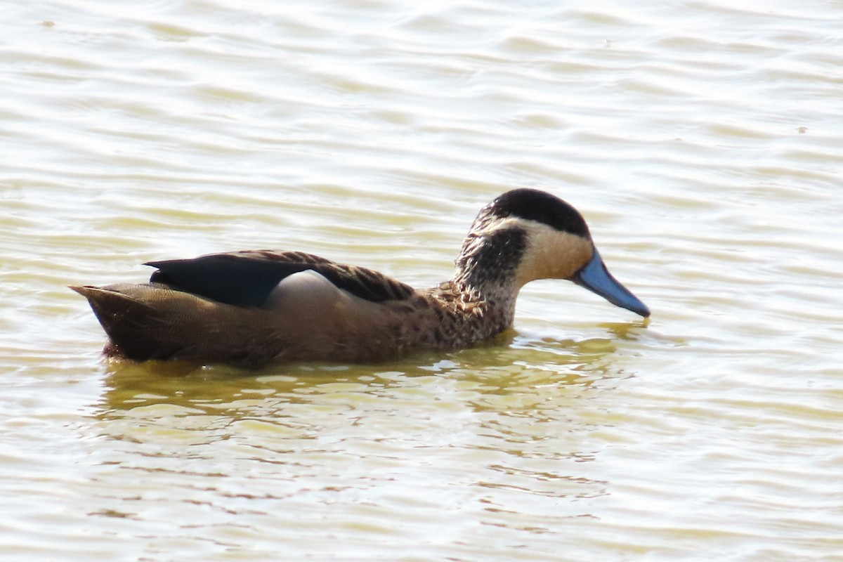Blue-billed Teal - ML651017542