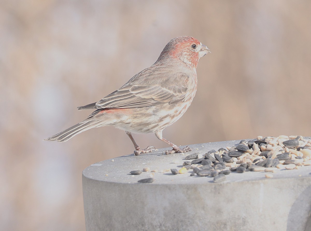 Чечевиця садова - ML651017759