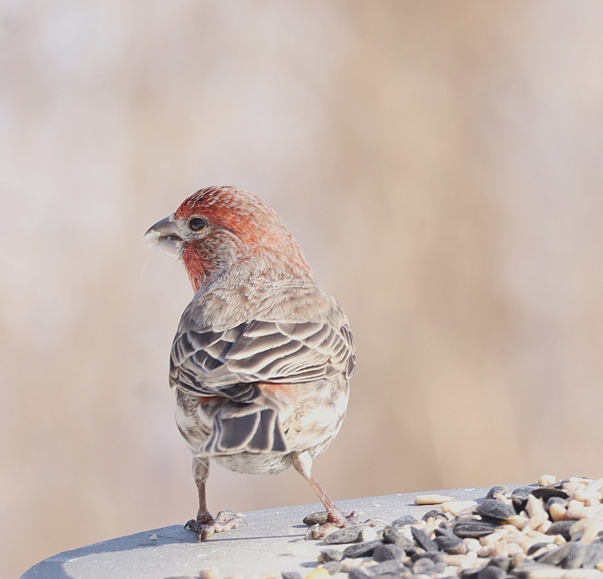 Чечевиця садова - ML651017760