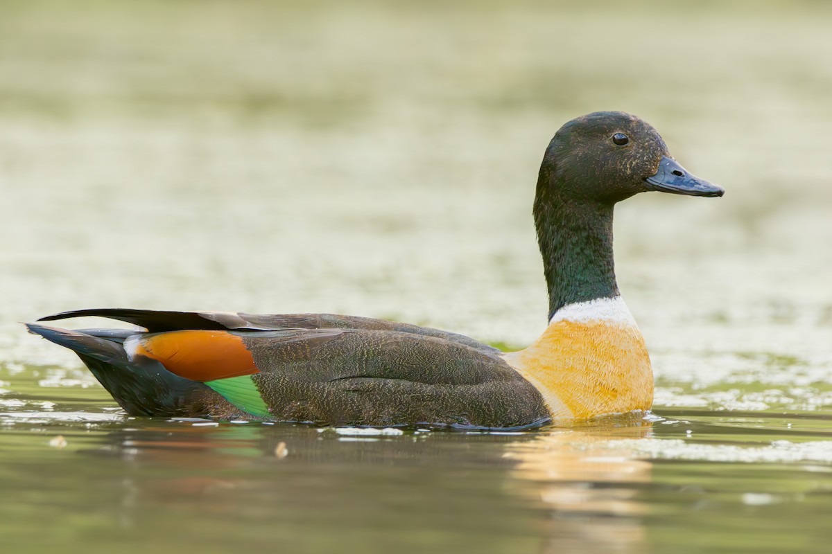 Австралийский огарь - ML651018006