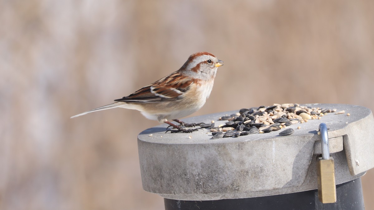 Пасовник північний - ML651018073