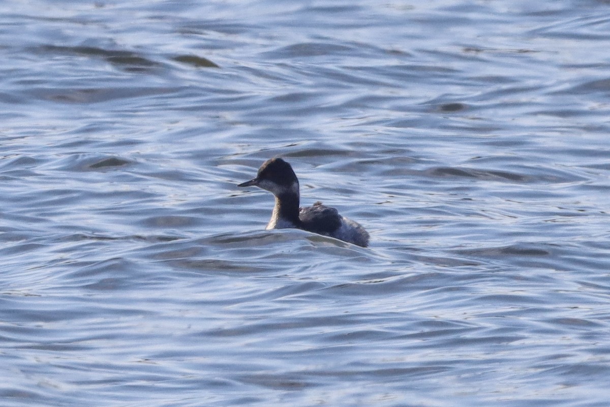 Txilinporta lepabeltza - ML651018104