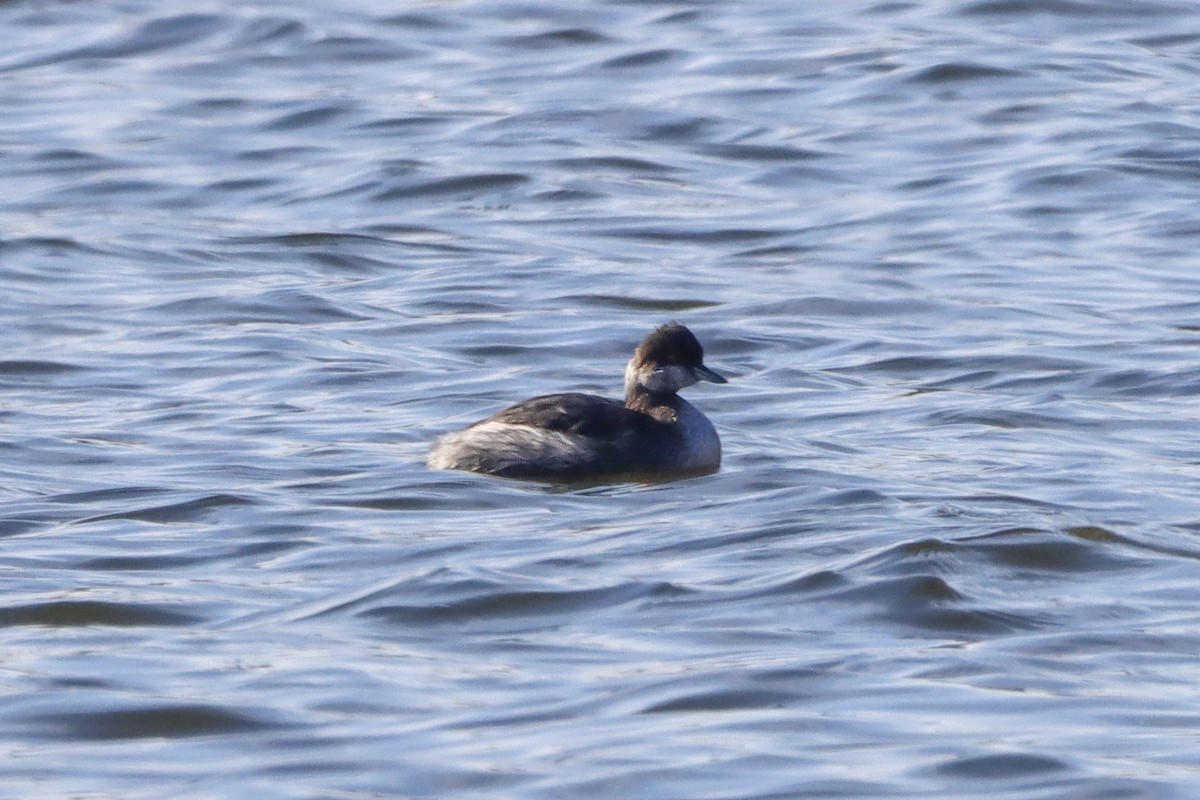 Txilinporta lepabeltza - ML651018105