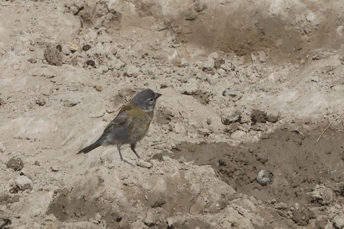 Кордильерский овсяночник - ML651018131