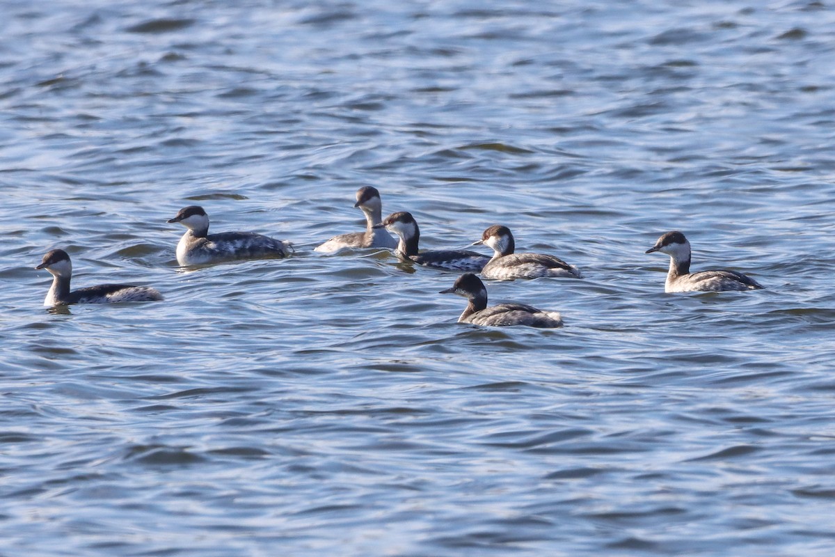 Txilinporta urrebelarria - ML651018162