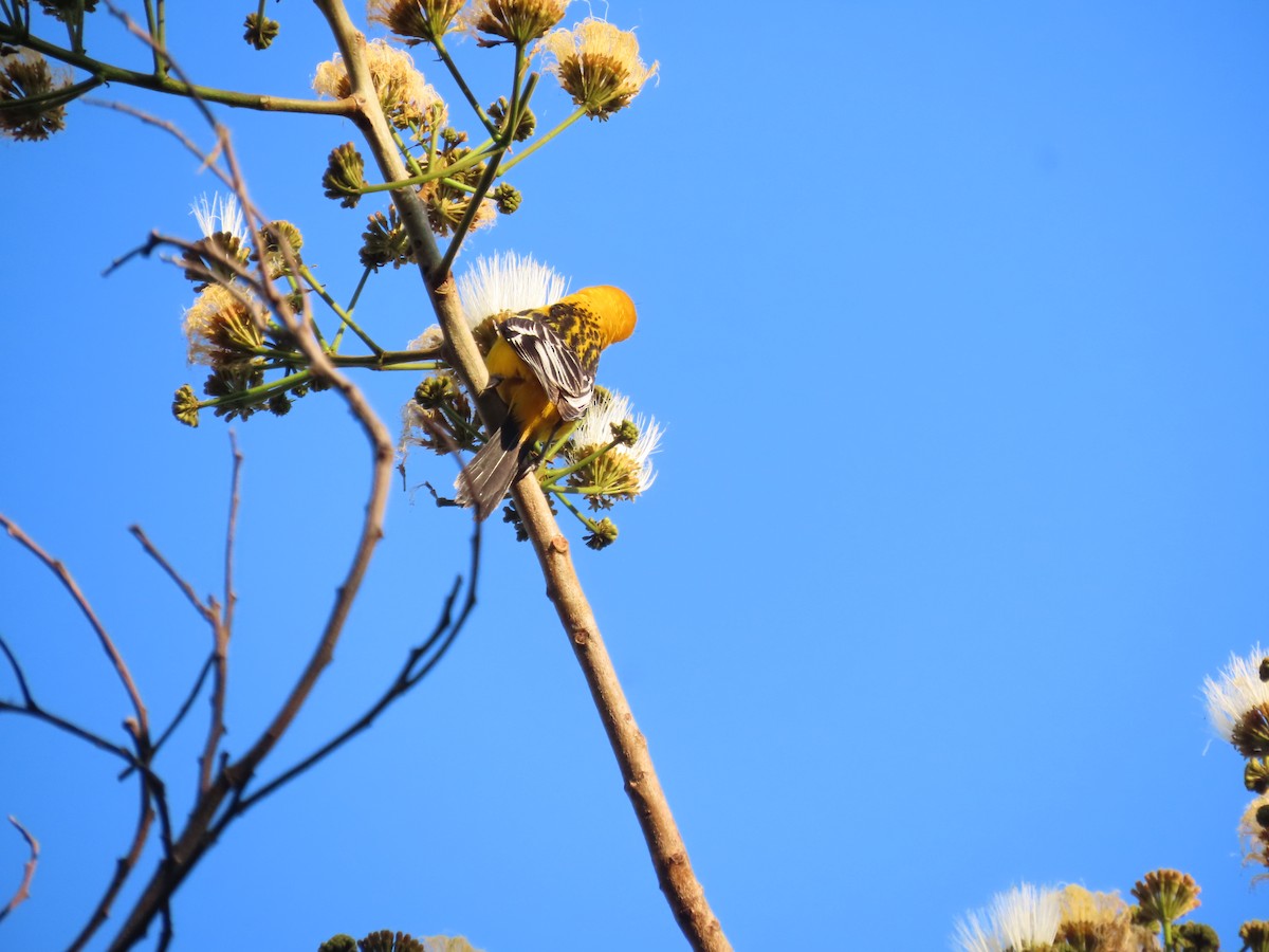 Streak-backed Oriole - ML651018331