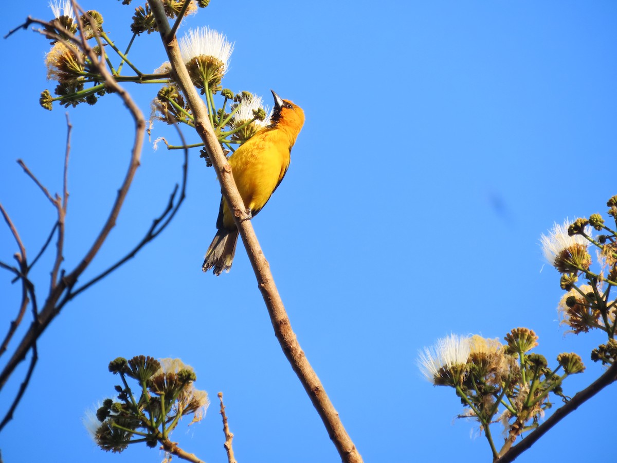 Streak-backed Oriole - ML651018332
