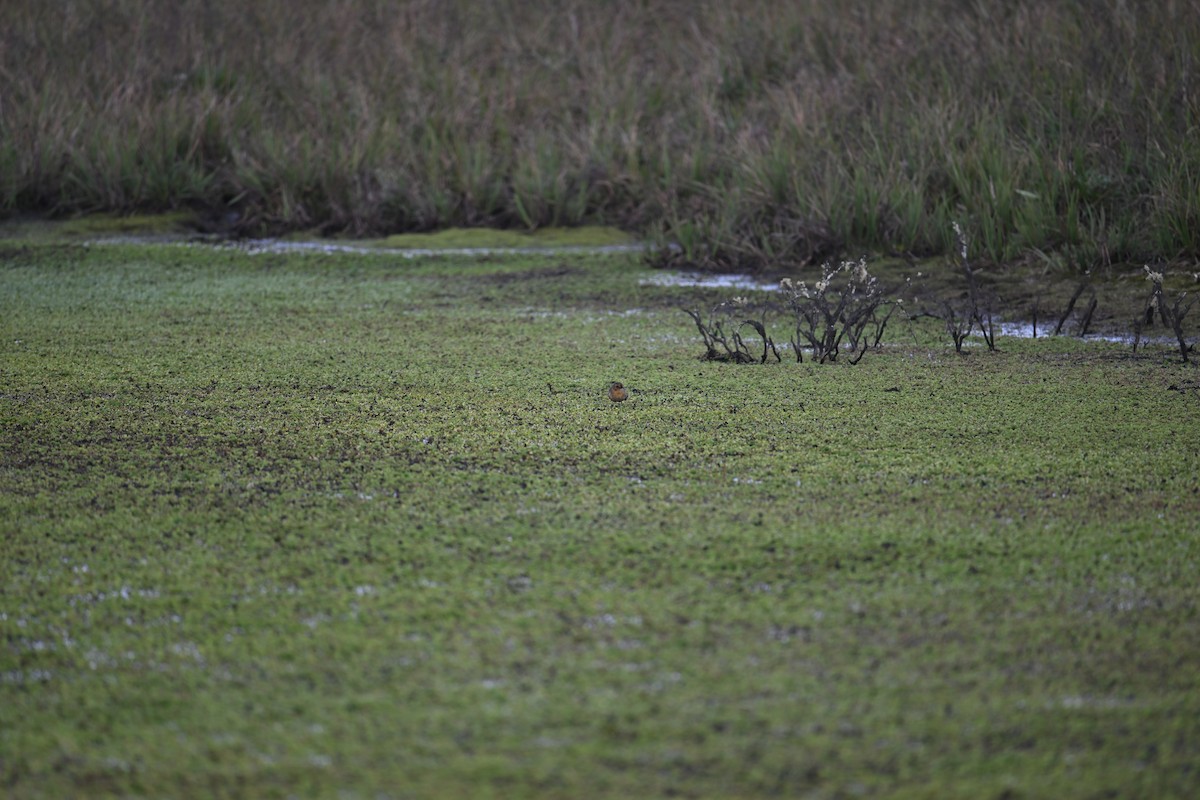 Boyaca Antpitta - ML651018335