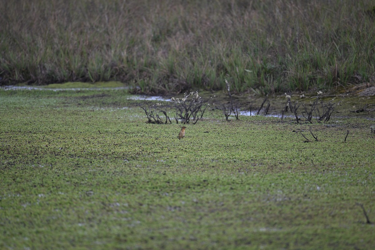 Boyaca Antpitta - ML651018344