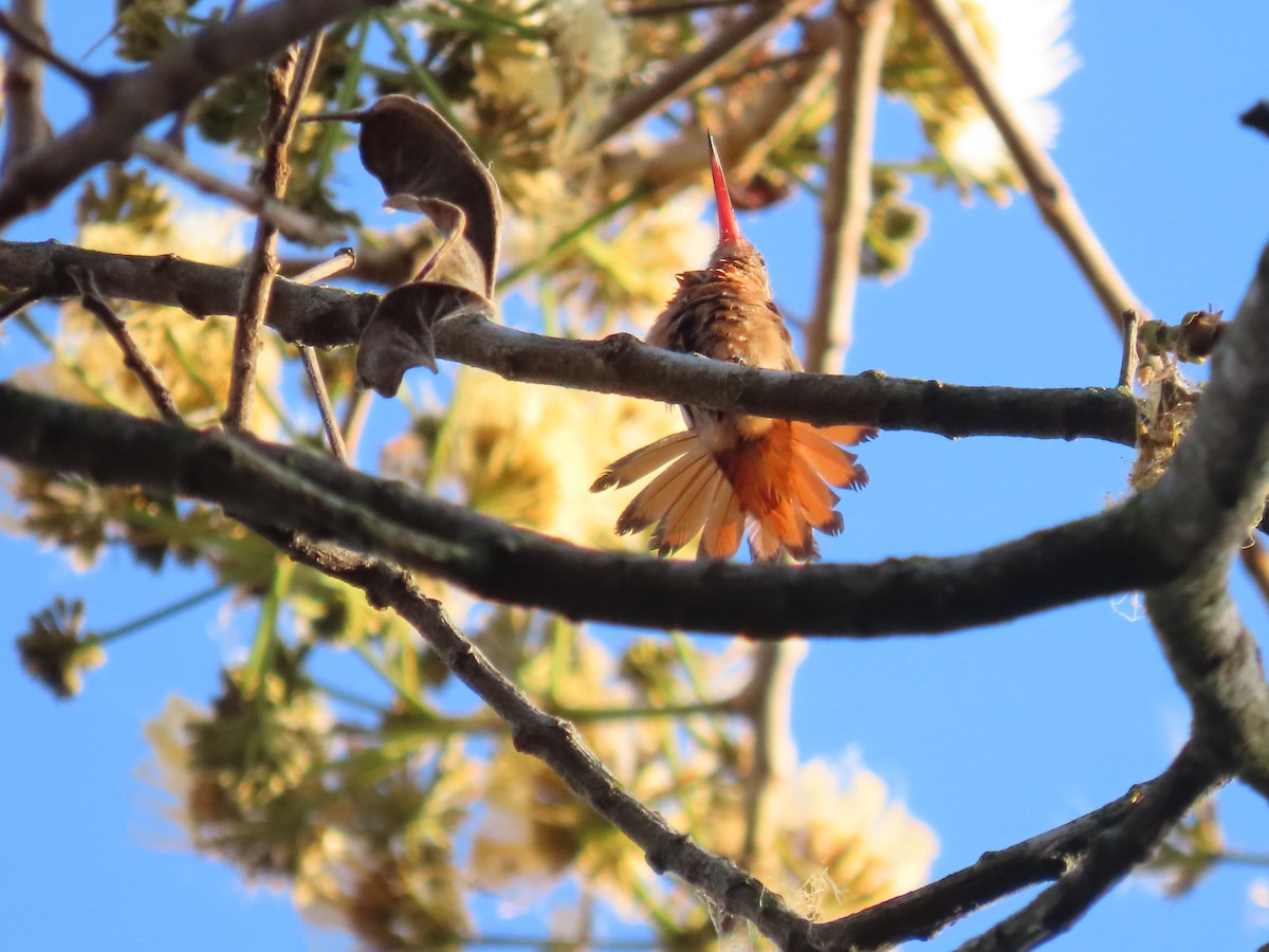 Cinnamon Hummingbird - ML651018436