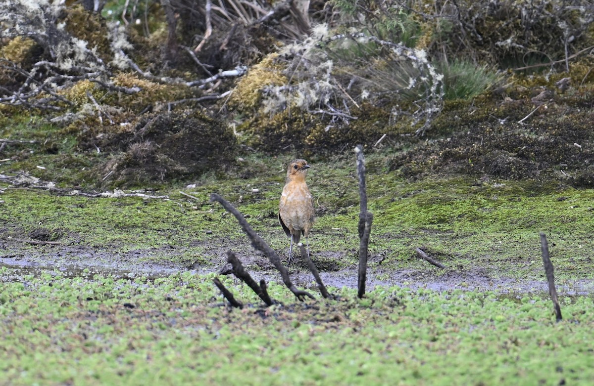 Boyaca Antpitta - ML651018515