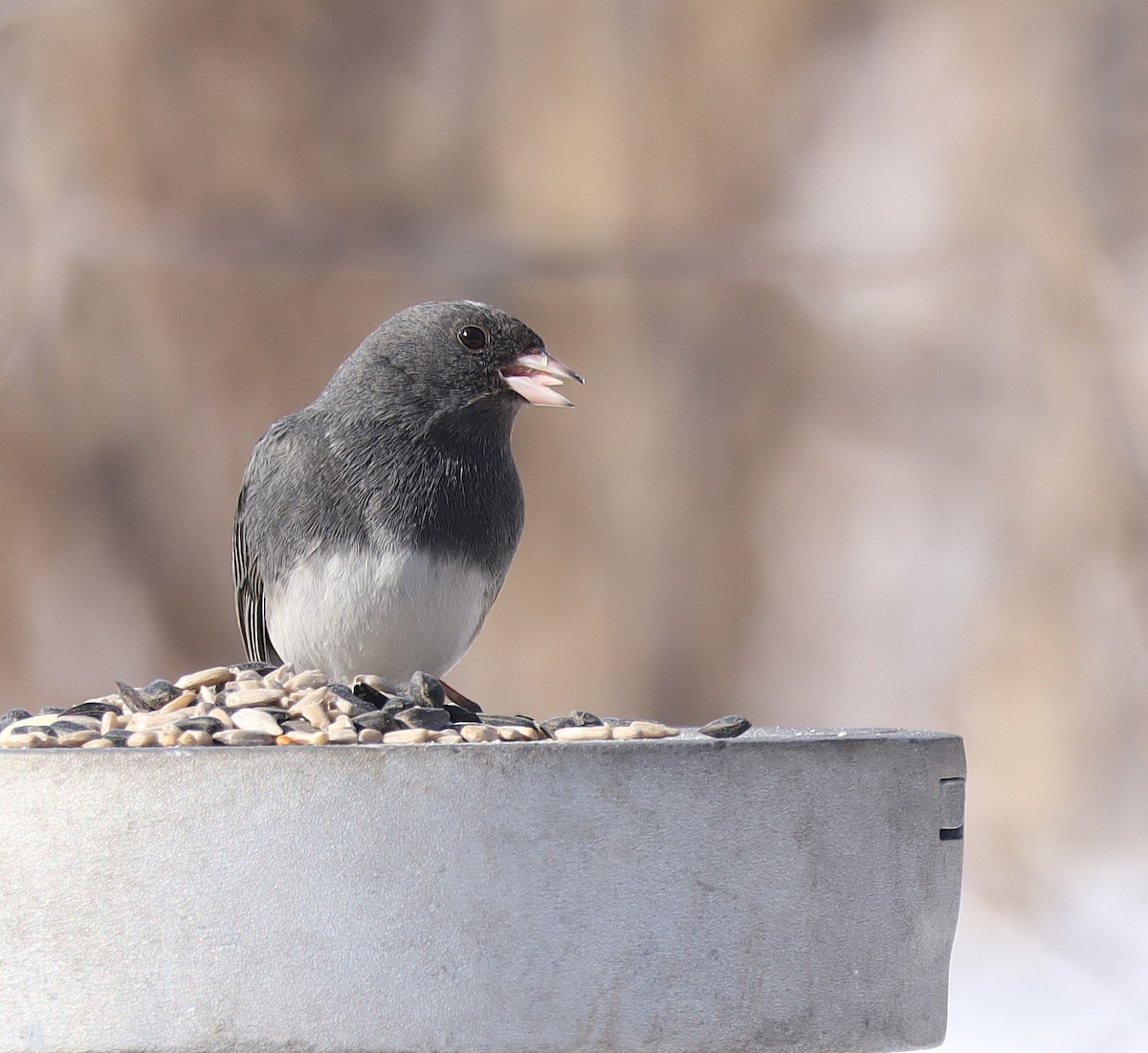 Юнко сірий - ML651018569