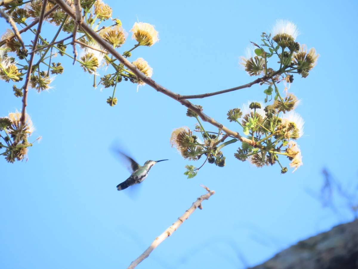 Green-breasted Mango - ML651018651