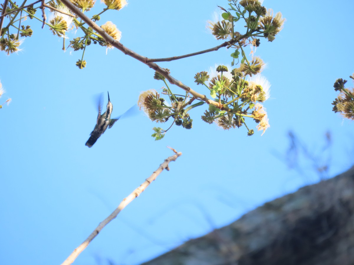 Green-breasted Mango - ML651018652