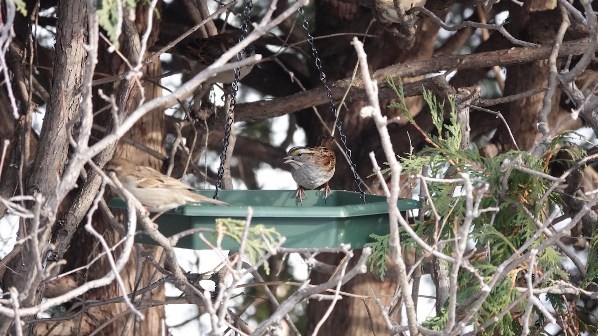 Бруант білогорлий - ML651018802