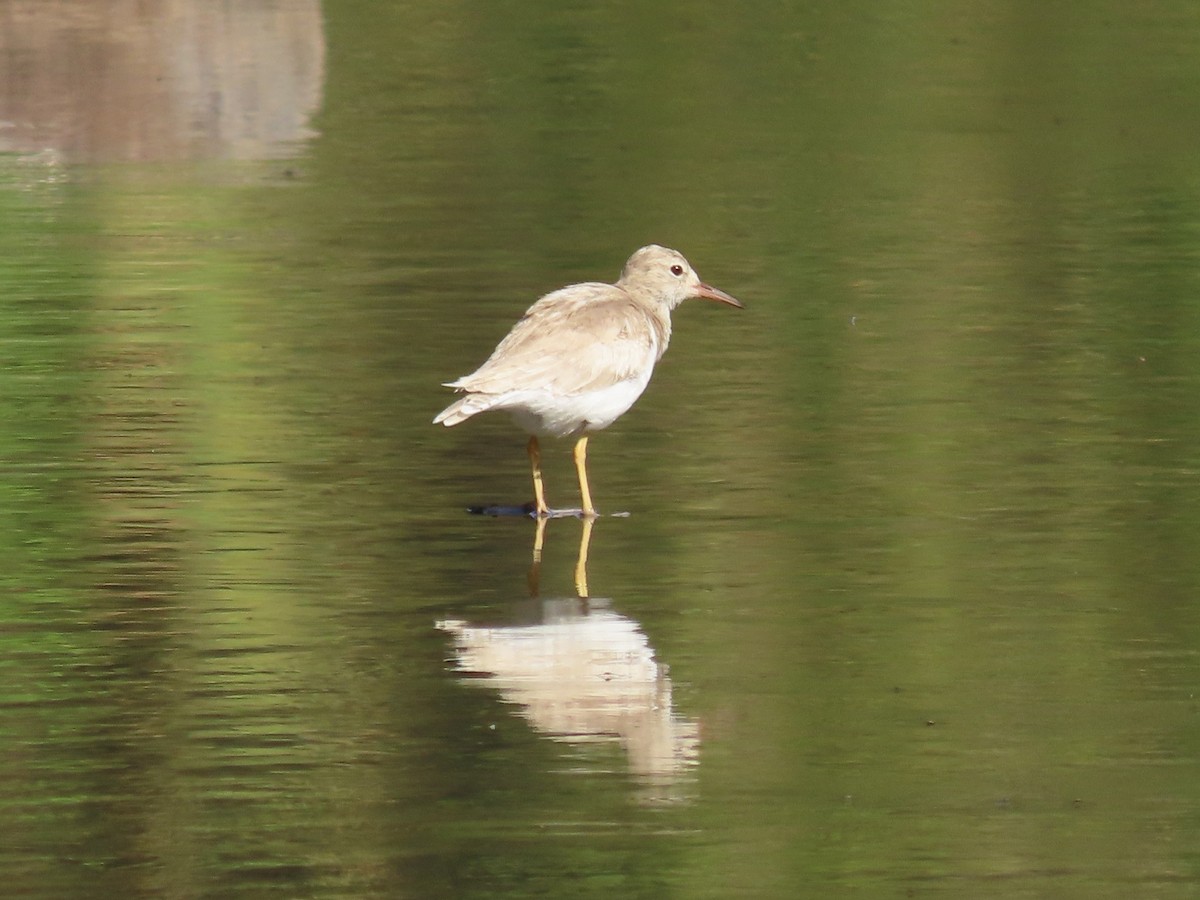 Spotted Sandpiper - ML651019140