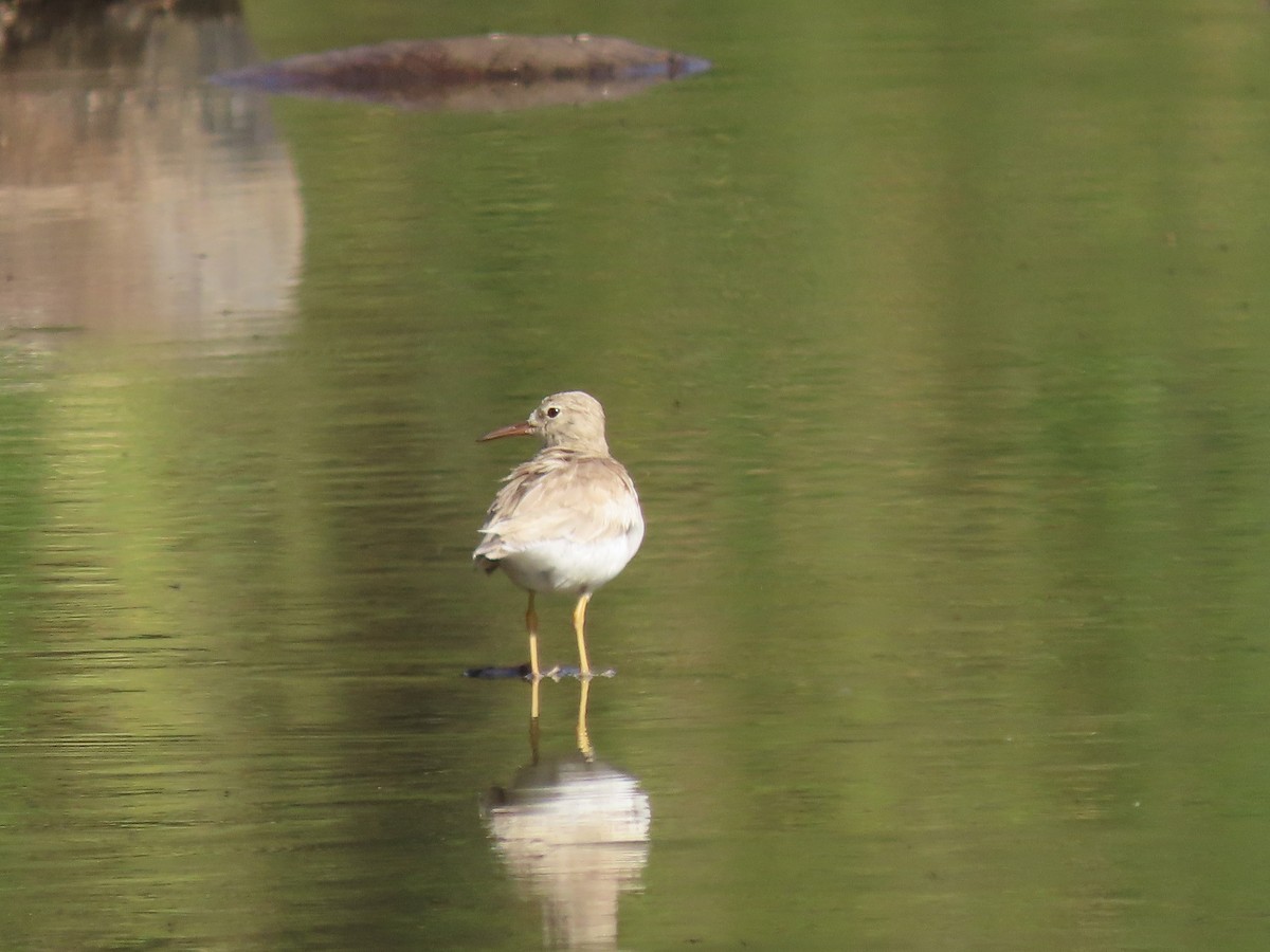 Spotted Sandpiper - ML651019141