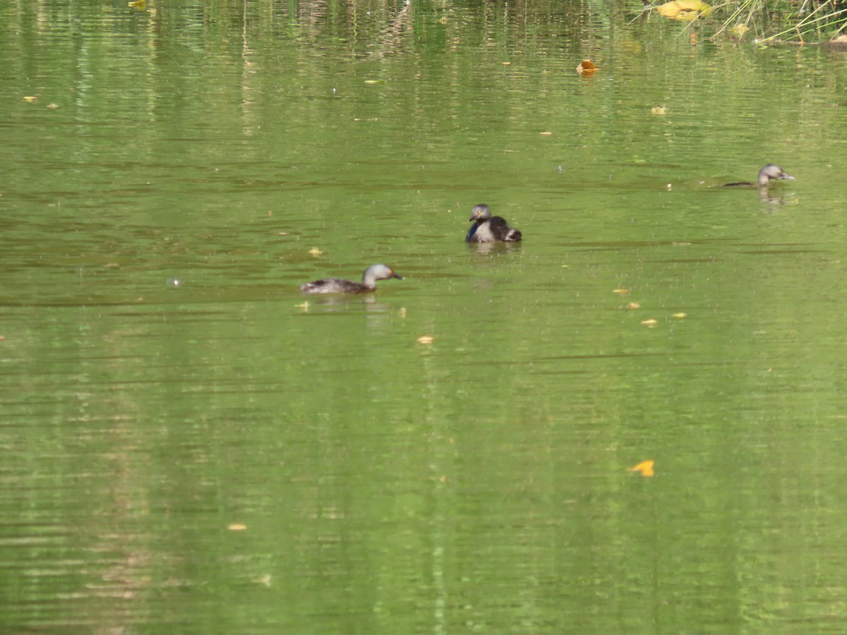 Least Grebe - ML651019385