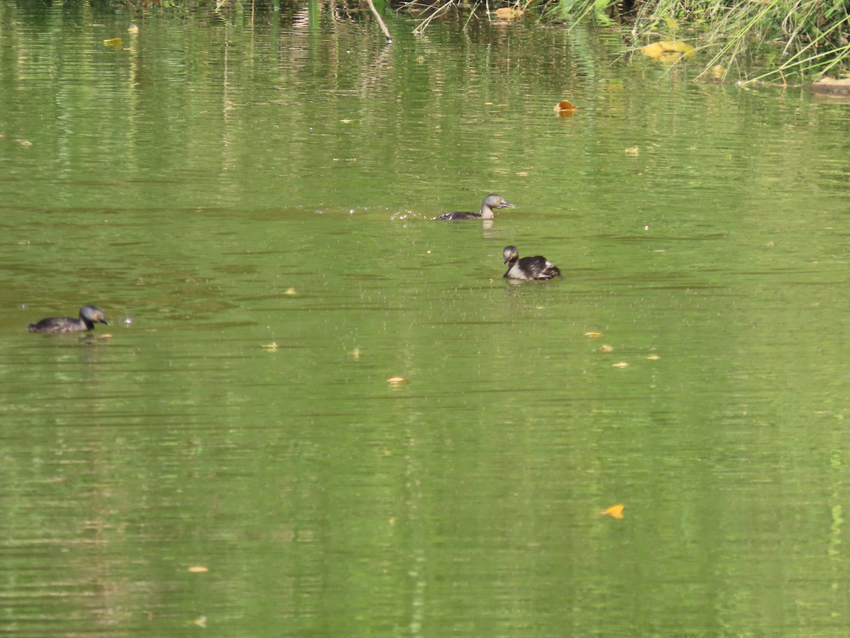 Least Grebe - ML651019387