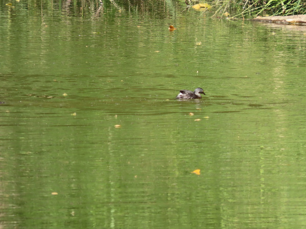 Least Grebe - ML651019389