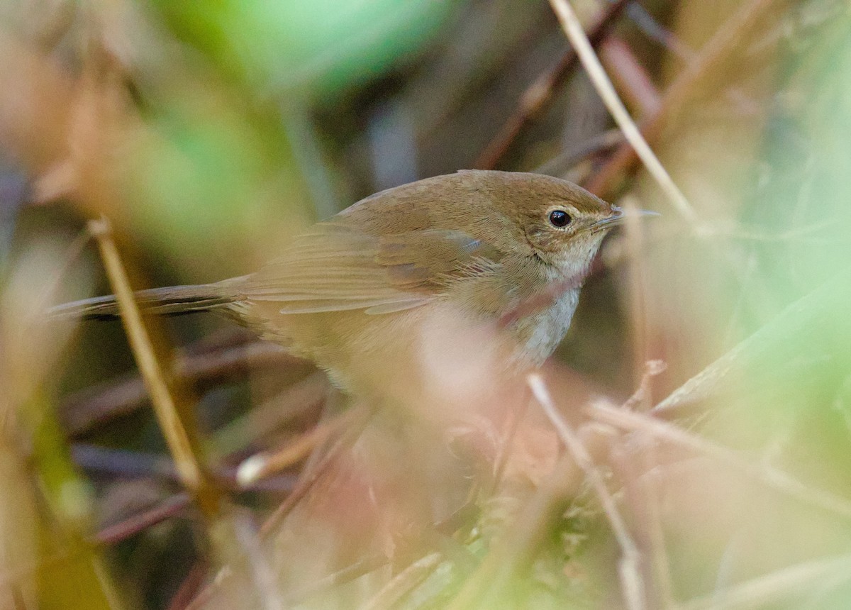 臺灣叢樹鶯 - ML651019471