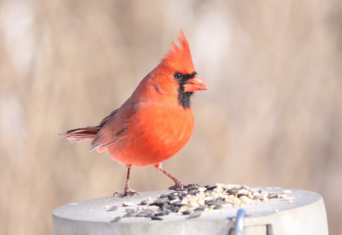 Кардинал червоний - ML651019761