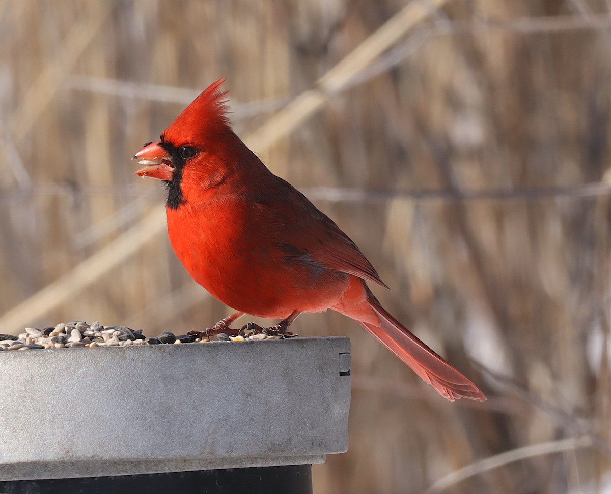 Кардинал червоний - ML651019764