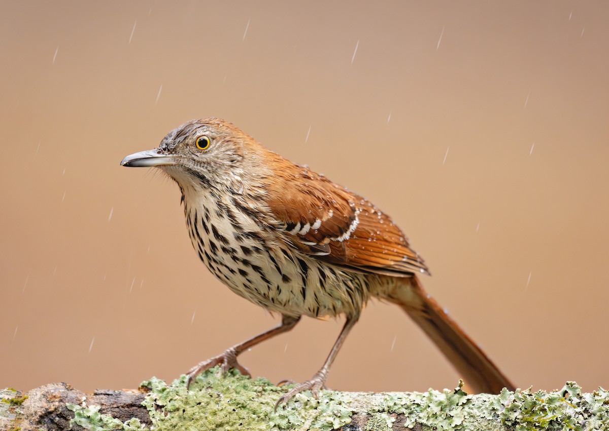 Brown Thrasher - ML651019811