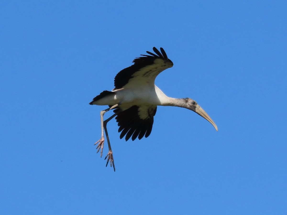 Wood Stork - ML651020127