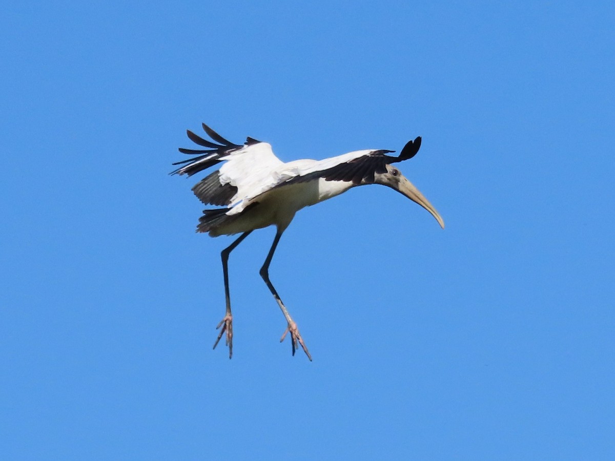 Wood Stork - ML651020128