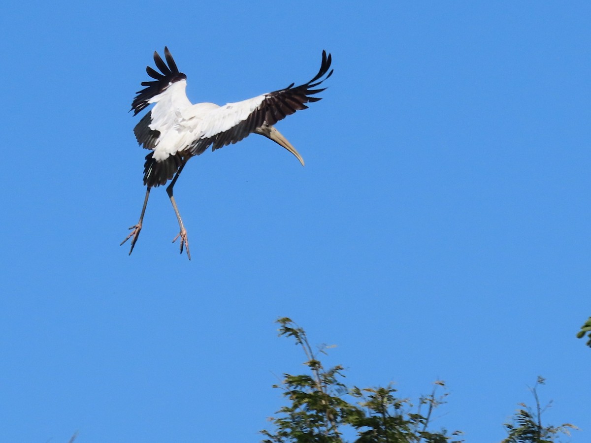 Wood Stork - ML651020129