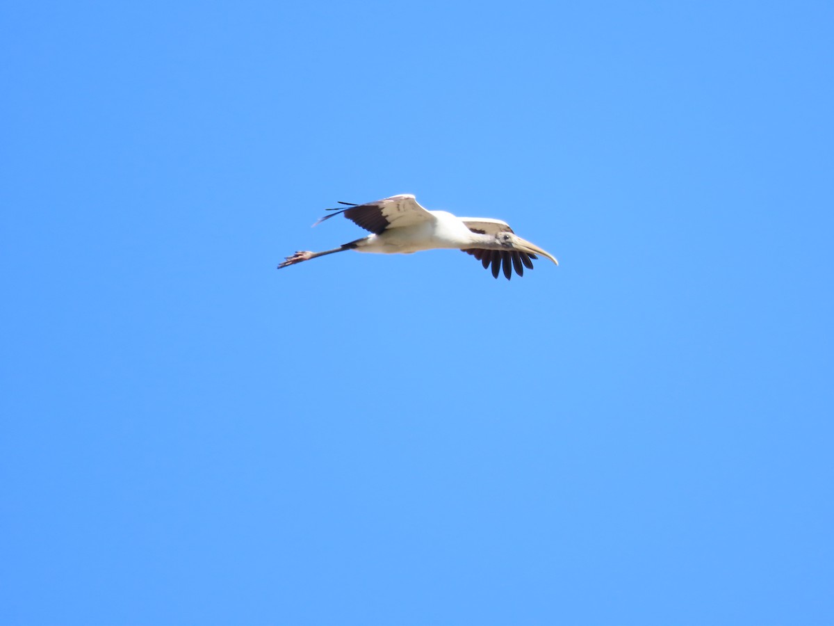 Wood Stork - ML651020131